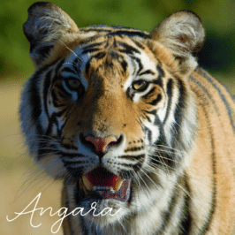 Tiger Angara at Tiger Canyon Private Game Reserve
