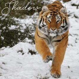 Tigress Shadow at Tiger Canyon Private Game Reserve