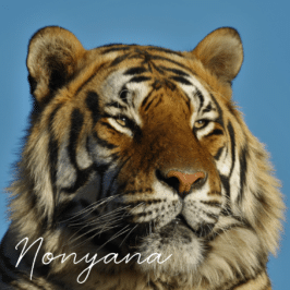 Tiger Nonyana at Tiger Canyon Private Game Reserve